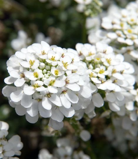 Iberis sempervirens "Snowflake"